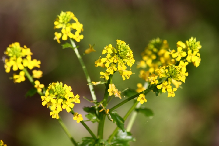 Barbarea vulgaris R. Br.